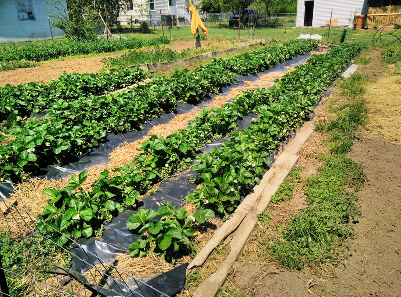 Ripe strawberries are starting to be apparent here and there, but the real flood is probably 1-2 weeks out.