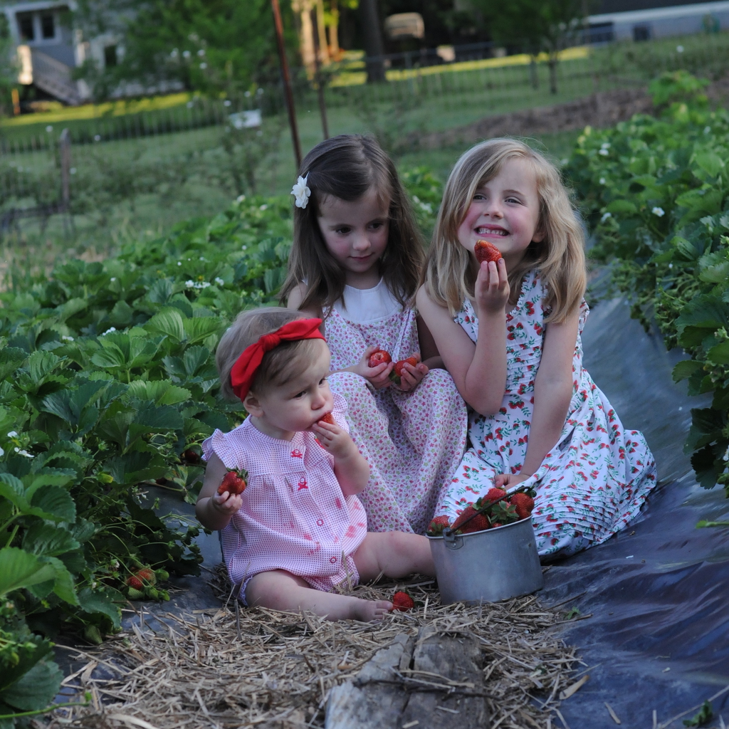 strawberries
