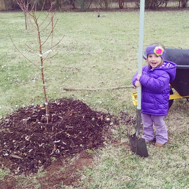 Peach Tree Planting