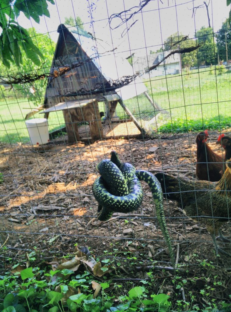 Snake hanging by a thread!